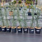 Cypruštek arizónsky (Cupressus arizonica) ´FASTIGIATA´ - výška 120-130 cm, kont. C9L